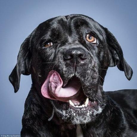 zwarte Mastiff hond