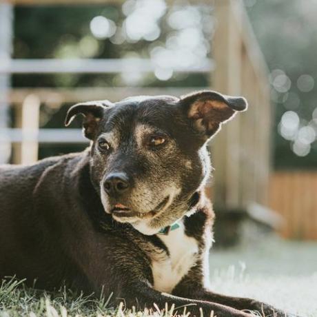 zwarte hond liggend op het gras in een zonnige tuin