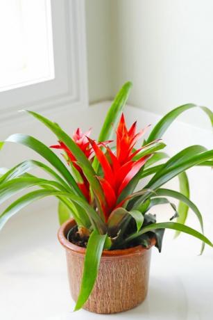 populaire kamerplanten levendige bromelia, accenthoek van lichte badkamer