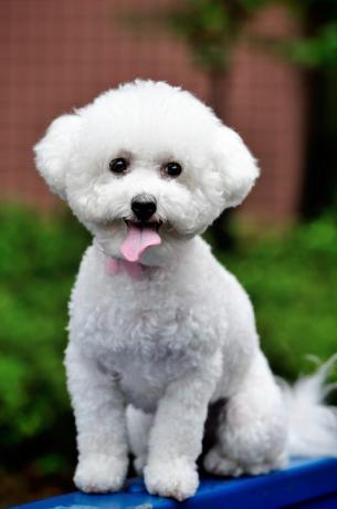 bichon frisé