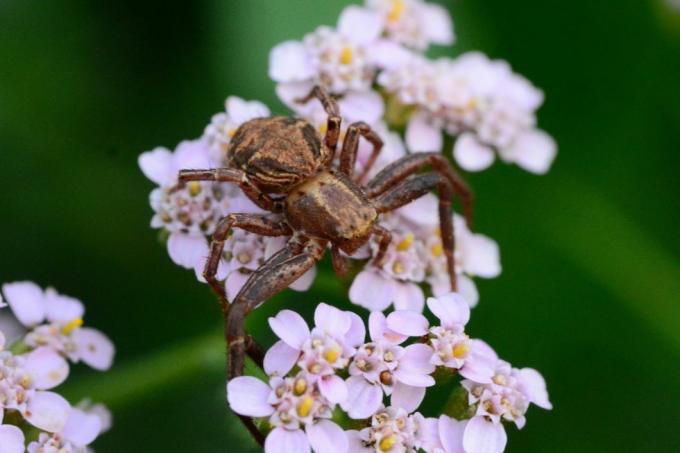 Britse spinnen – gewone krabspin
