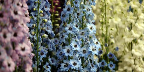 delphiniums