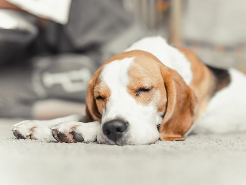 beagle puppy slapen