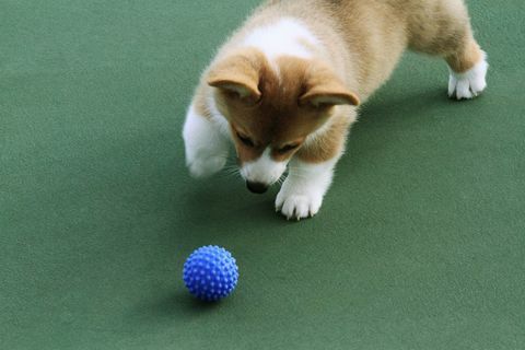 corgi puppy en blauwe bal