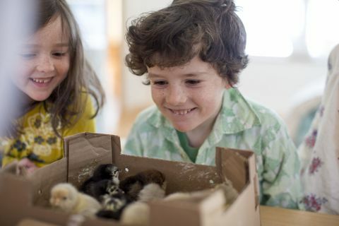 Violet Milliken, 8, en Ollie Milliken, 6, glimlachen als hun moeder, Kristie Green, de doos met kuikentjes opent die vanuit een broederij in Missouri zijn verzonden. De familie heeft kippen grootgebracht en dit is de tweede keer dat ze babykuikens via de post krijgen.