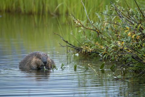 Amerikaanse Bever in water het eten