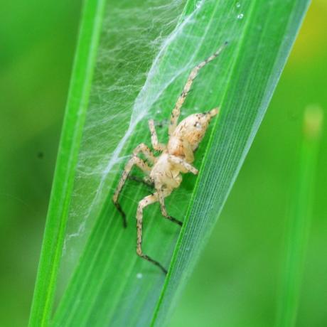 Britse spinnen – zoemende spin