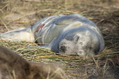 Pasgeboren zeehondenjongen foto