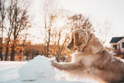 Golden retrieverhond die een reuzensneeuwbal duwen