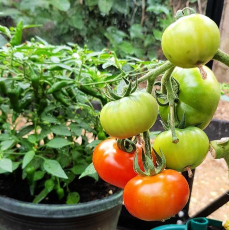 wat te doen in de tuin in juni tomaten