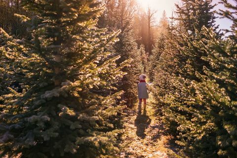 Kerstboomlandbouwbedrijf - meisje dat tussen rijen loopt