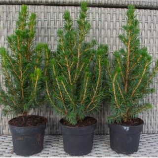 Minikerstbomen - Picea - Ideaal voor tafeldecoratie