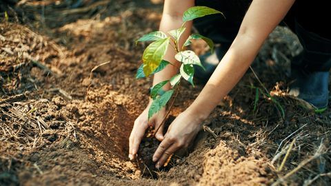 plant voor de aarde