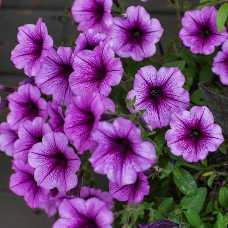 petunia's