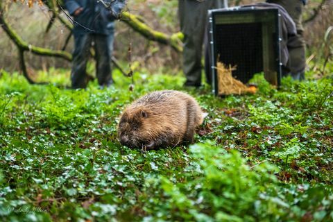 bevers vrijgelaten in cornwall