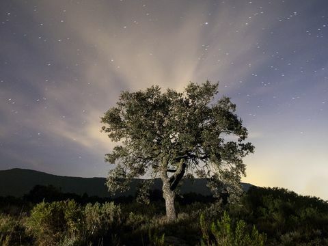 Sterren op het platteland nachtelijke hemel