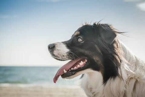 Hond op het strand