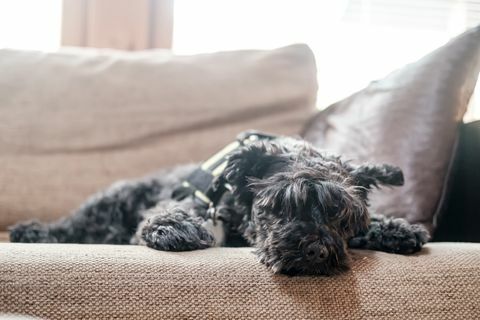 schattige shaggy schnauzer ligt rustig en ontspannen op een zachte bank, hij is moe na een wandeling en rust