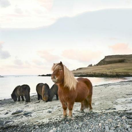 shetland pony's