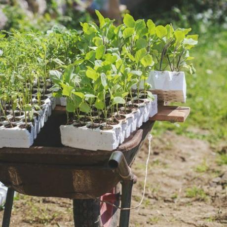 Kruiwagenhoogtepunt van installatiepotten op binnenlandse tuin