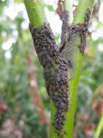 grote wilgenluis tuberolachnus salignus op wilgensalax daphnoides