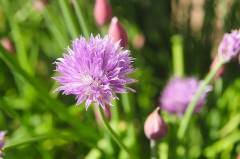 Bieslook (Allium schoenoprasum) in bloem