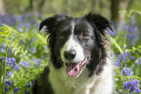 Beste hondenras voor hardlopers