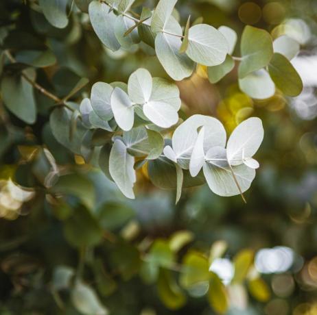 eucalyptusgebladerte, bokeh op de achtergrond