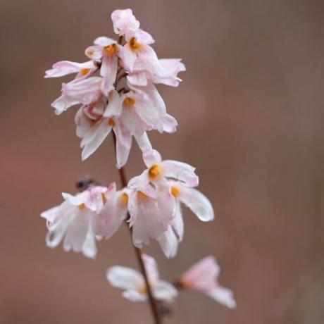 lentebloemen – witte forsythia