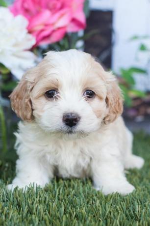 schattige cockapoo puppy