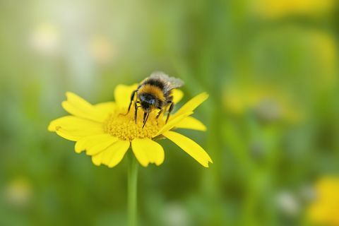 close-up beeld van een bijen verzamelen van stuifmeel van een gele maïs Goudsbloem zomer wilde bloem