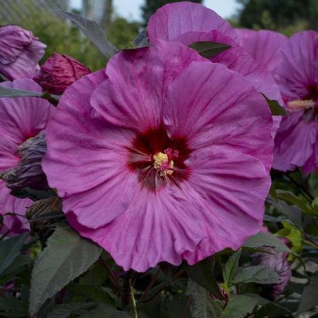 Zomerse winterharde hibiscus 'Berry Awesome'