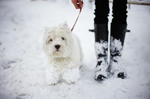 een West Highland White Terriër en eigenaar in de sneeuw