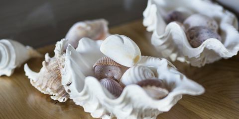 close-up van schelphoorns op een tafel thuis