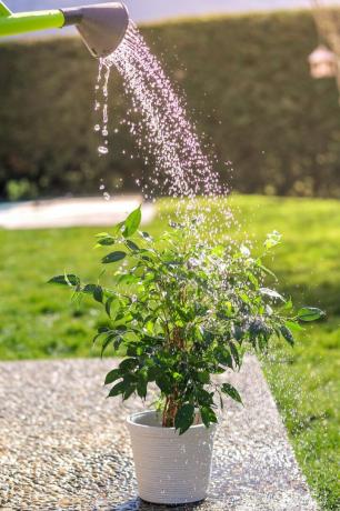 groene bloempot in de tuin water geven op zonnige zomerdag uit gieter kleine ficus benjamina struik in witte pot onder waterdruppels bij zonlicht