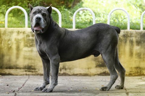 hond cane corso volwassen