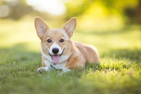 pembroke welsh corgi-puppy die in gras rusten