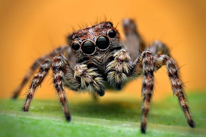 Britse spinnen – springspin