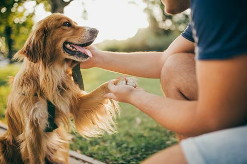 jongen en zijn hond, golden retriever, stadspark