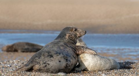 duizenden babyzeehonden zullen naar verwachting worden geboren