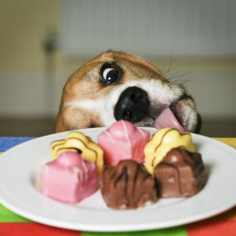 Hond die een plaat van Franse buitensporige cakes probeert te likken
