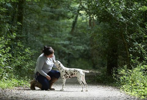 hond op wandeling in bos