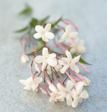 Verse jasmijnbloemen