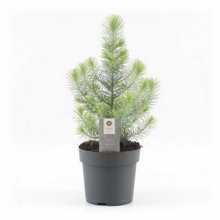 Mini Kerstboom - Silver Crest Pine
