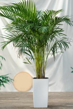 dypsis lutescens, areca-riet, gouden rietpalmplant in witte pot