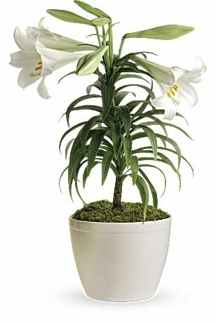 Pasen Lily Plant