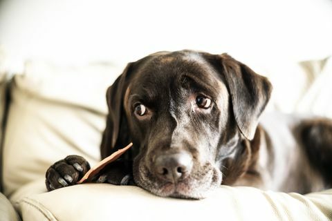 Chocolade Labrador zat van de bank met traktatie