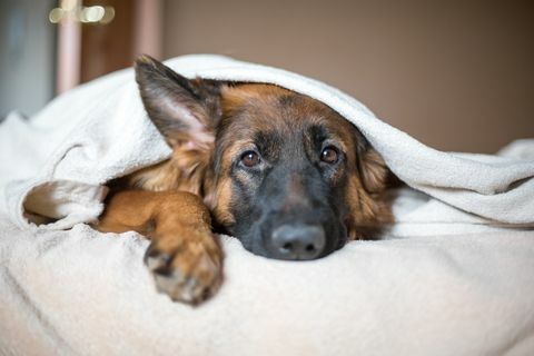 Leuke Duitse herder in een deken op bed.