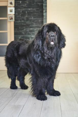 close-up shot van een zwarte hond uit Newfoundland op de veranda van een huis mooie hond die geduldig op zijn baasje wacht