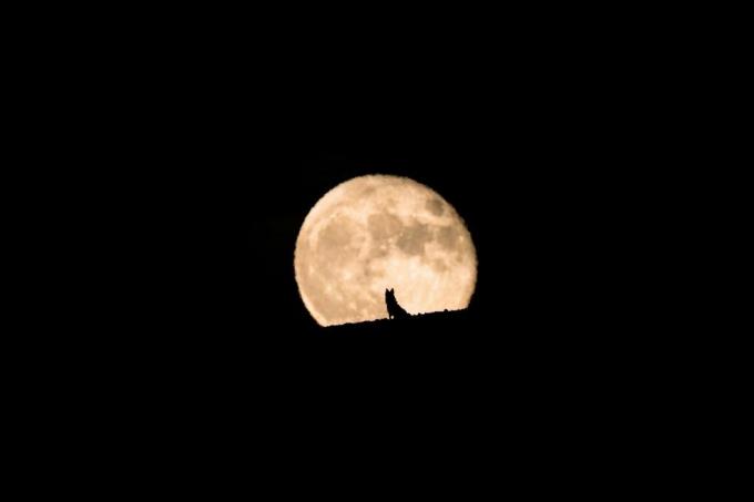silhouet van een wolfshond die de volle maan ziet opkomen, volle maan en silhouet, huisdierenfotografie, halloween